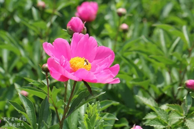 白芍 · 芍药