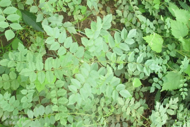 甘草 · 甘草