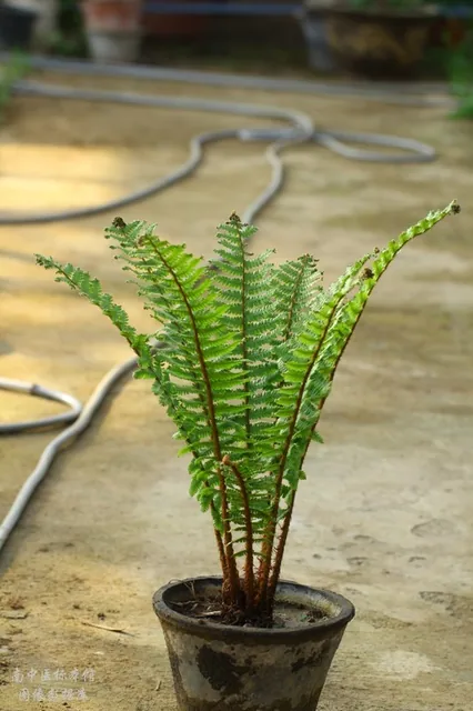 绵马贯众 · 鳞毛蕨科-粗茎鳞毛蕨（绵马贯众）