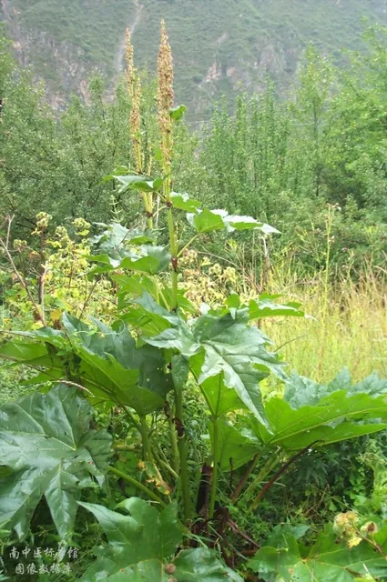 大黄 · 掌叶大黄原植物